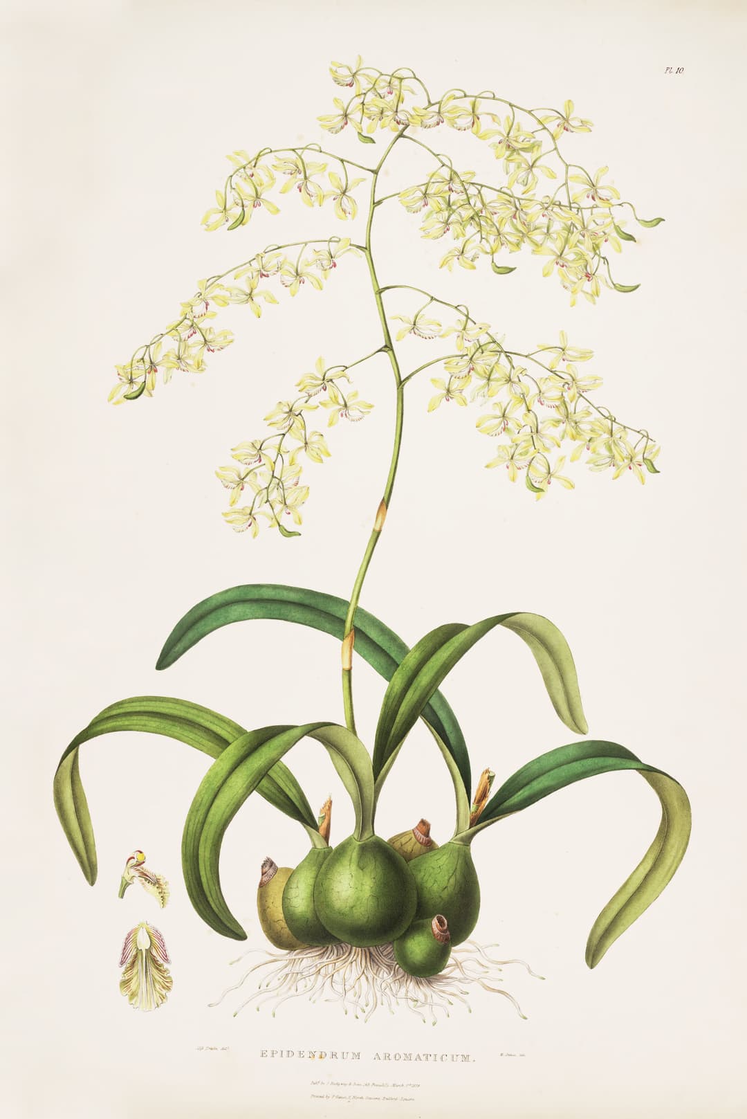 The Fragrant Encyclia, after Augusta Withers and Sarah Drake, for James Bateman