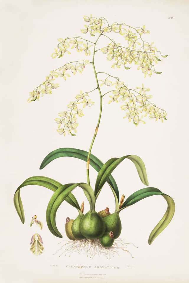 The Fragrant Encyclia, after Augusta Withers and Sarah Drake, for James Bateman