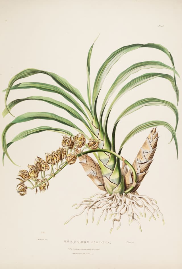 The Goblin Orchid, after Augusta Withers and Sarah Drake, for James Bateman
