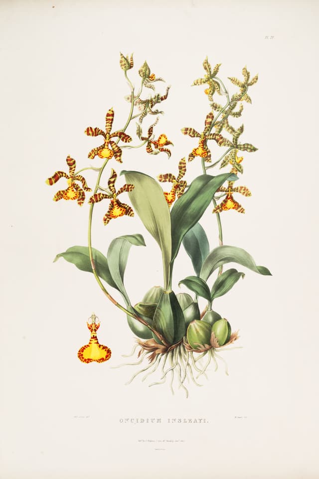 The Clown Orchid, after Augusta Withers and Sarah Drake, for James Bateman