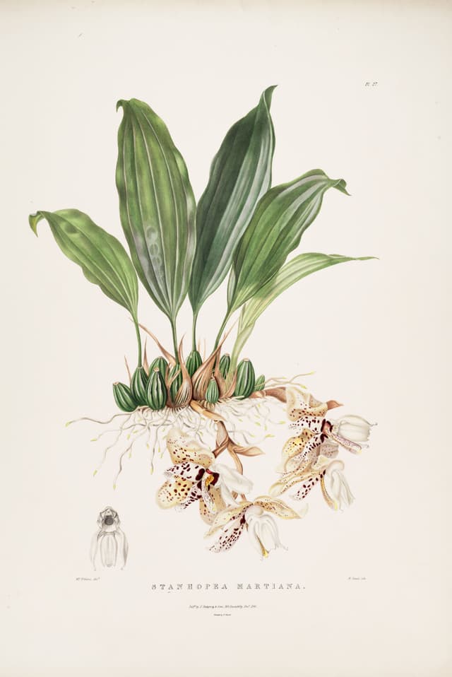 Stanhopea, after Augusta Withers and Sarah Drake, for James Bateman