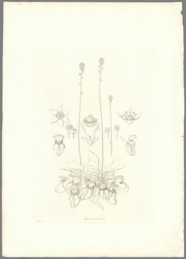 The Albany Pitcher Plant, Ferdinand Bauer
