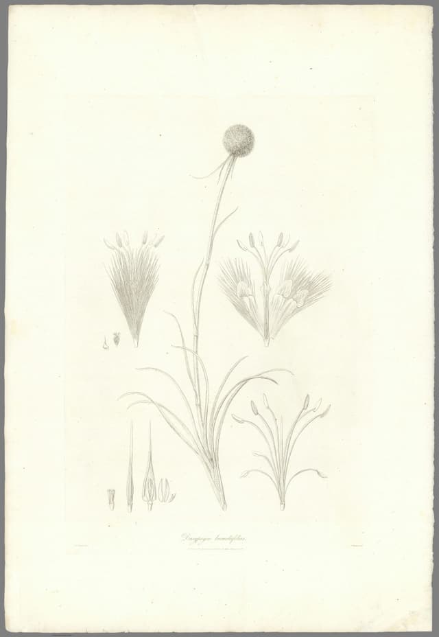 Dasypogon, Ferdinand Bauer