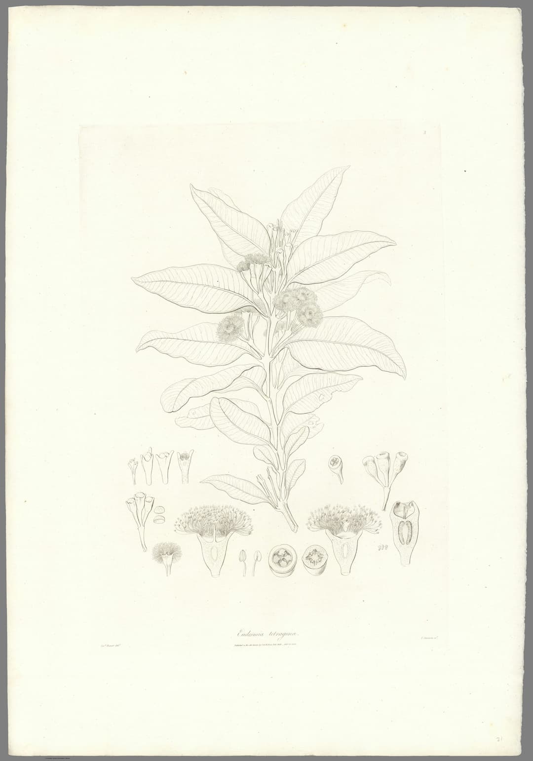 A Eucalypt, Ferdinand Bauer