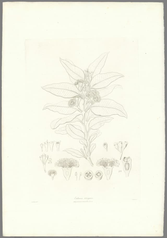 A Eucalypt, Ferdinand Bauer