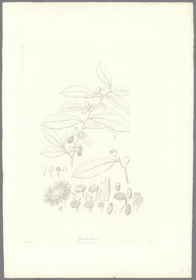 The Bolwarra, Ferdinand Bauer