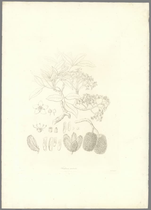 Flindersia, Ferdinand Bauer