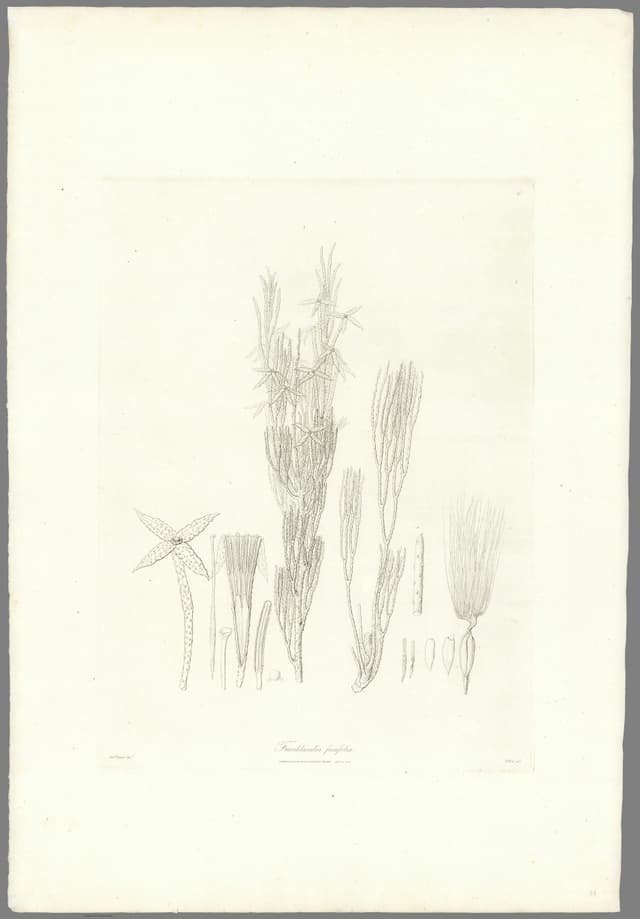 Franklandia, Ferdinand Bauer