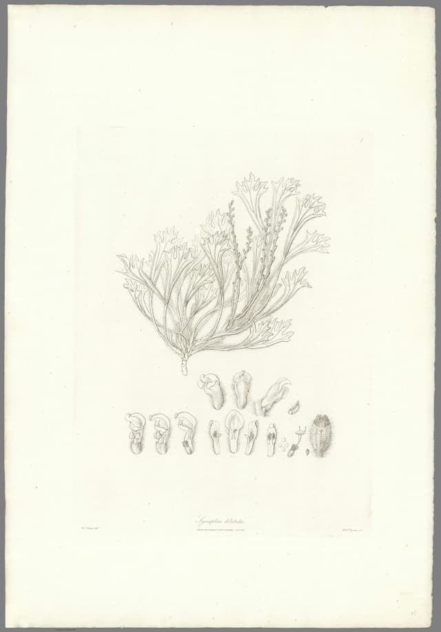 Synaphea, Ferdinand Bauer