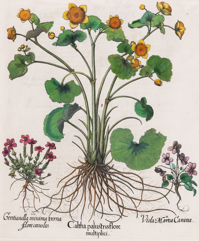 The Marsh Marigold, Basilius Besler