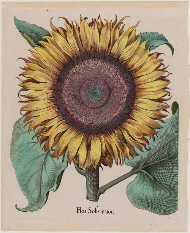 The Great Sunflower, Basilius Besler