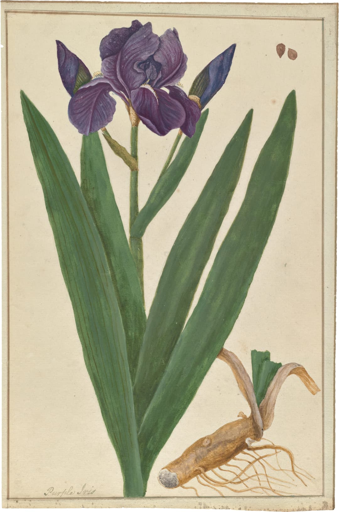 The German Iris, Elizabeth Blackwell