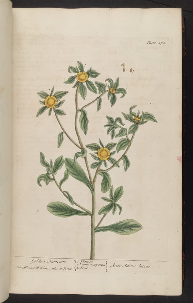 The Spiny Golden Star, Elizabeth Blackwell
