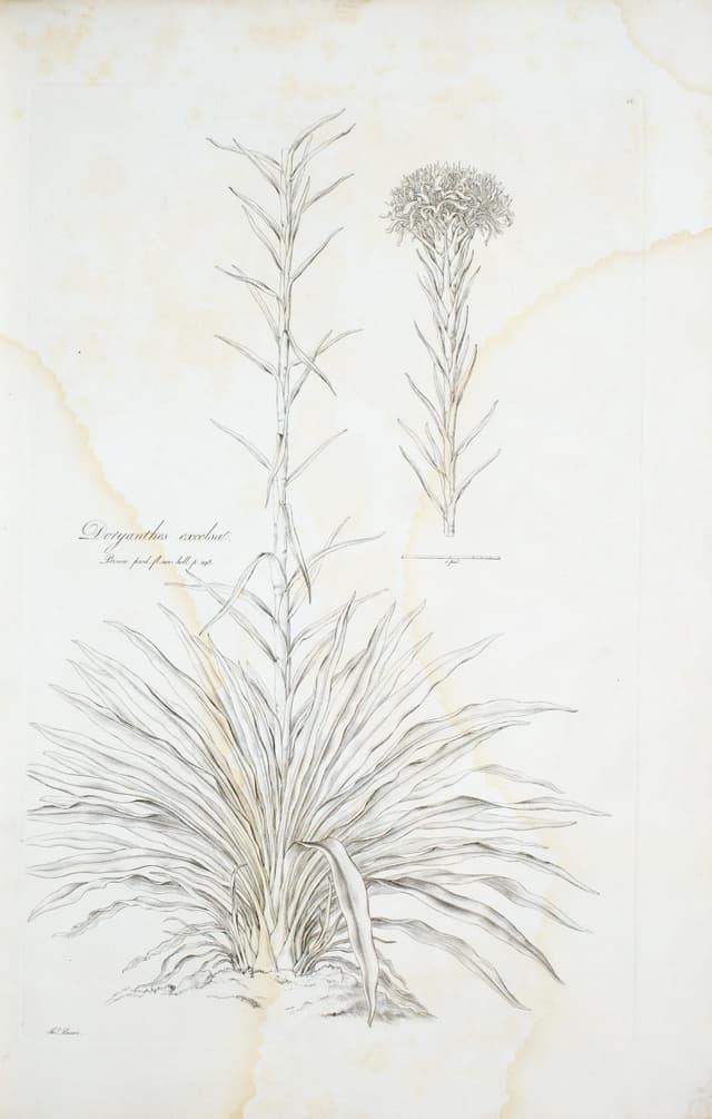 The Gymea Lily, after the New South Wales collections
