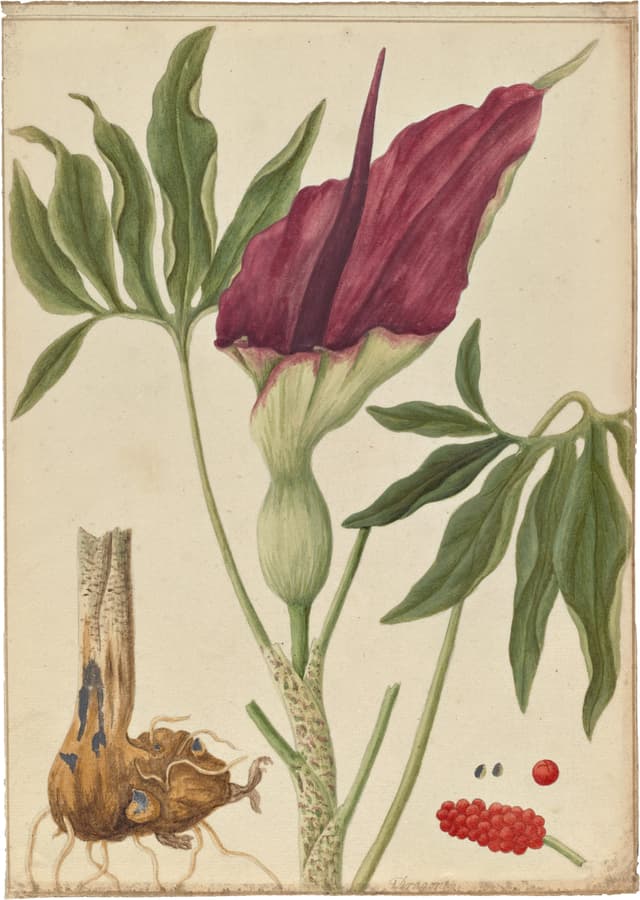 The Dragon Arum, botanical watercolour, 19th century