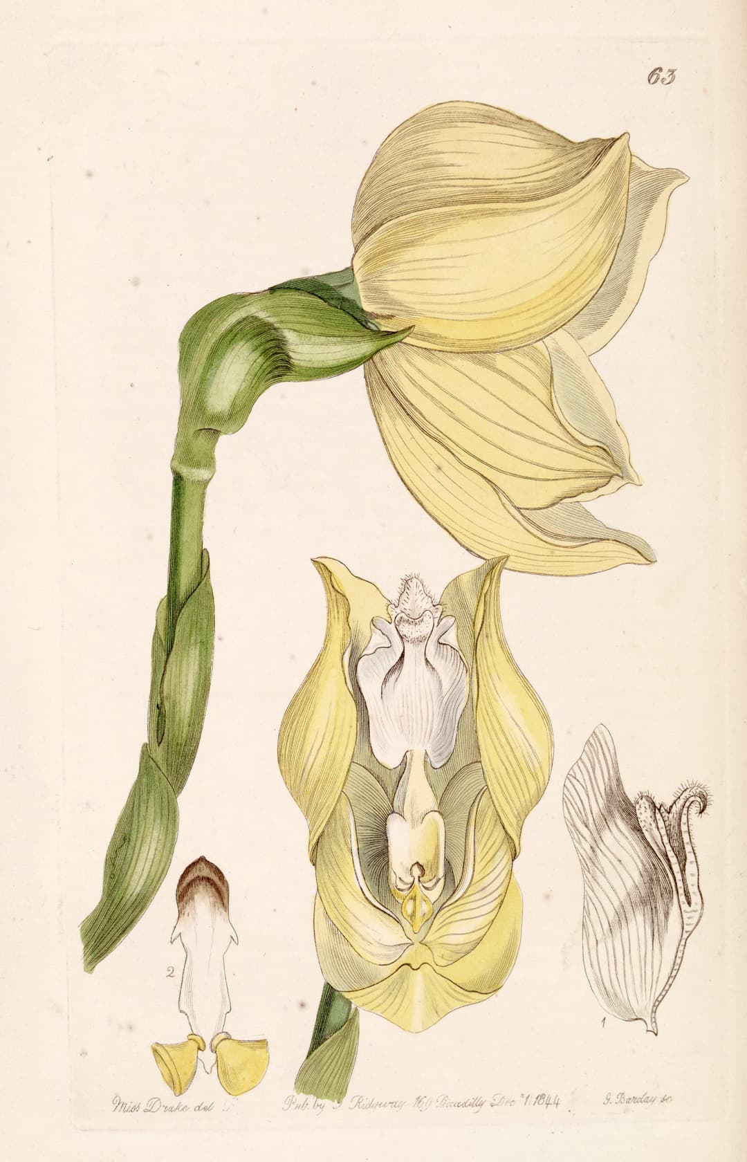 The Tulip Orchid, for John Lindley, Edwards’s Botanical Register