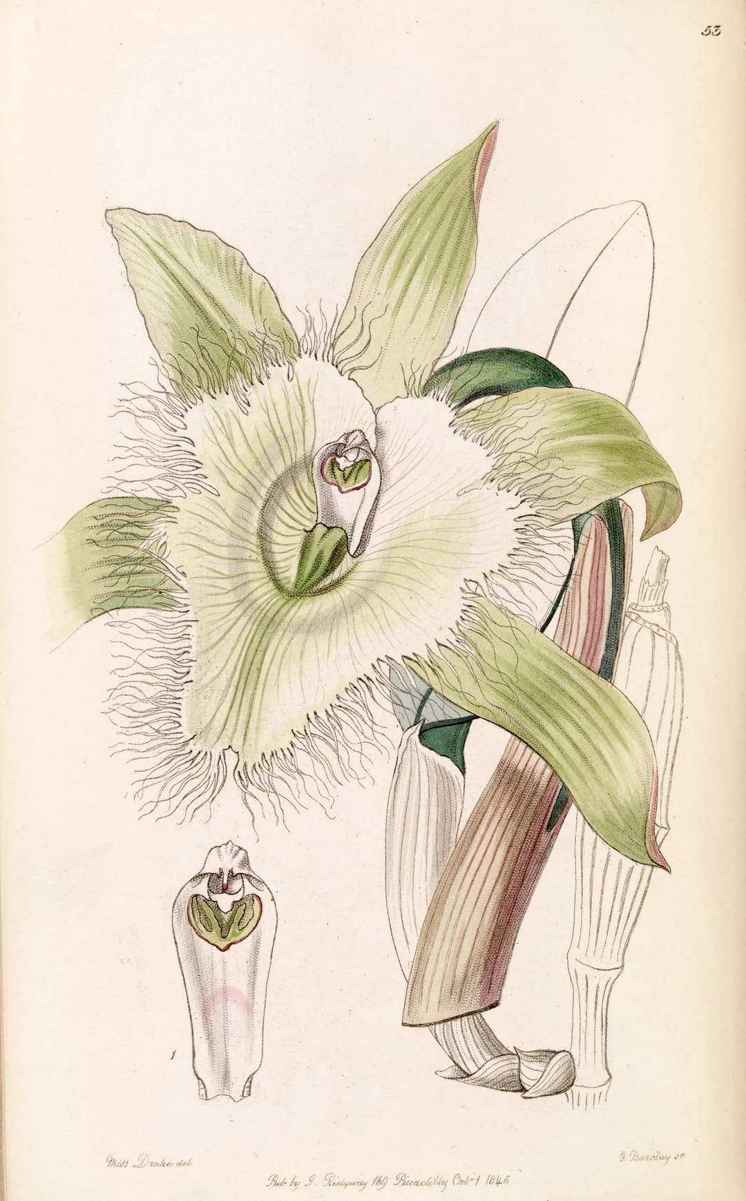 The Lady of the Night, for John Lindley, Edwards’s Botanical Register