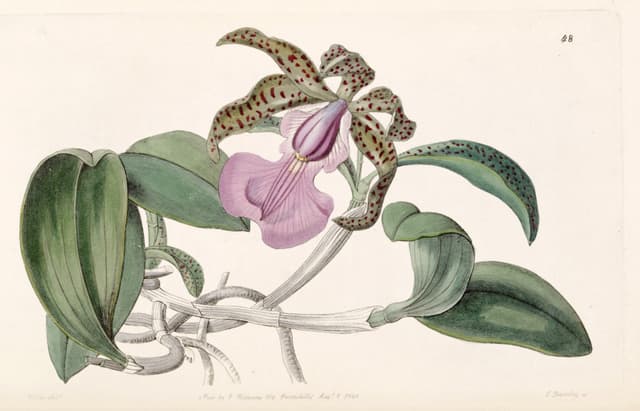 Acland’s Cattleya, for John Lindley, Edwards’s Botanical Register