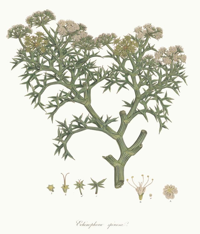 The Prickly Samphire, Ferdinand Bauer, for John Sibthorp