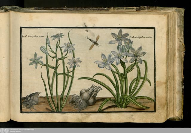 Star of Bethlehem, Crispijn van de Passe