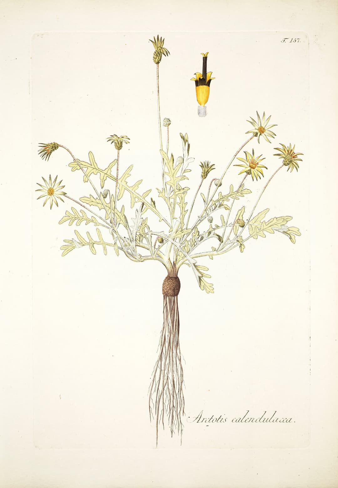 The Cape Weed, Nikolaus Joseph von Jacquin
