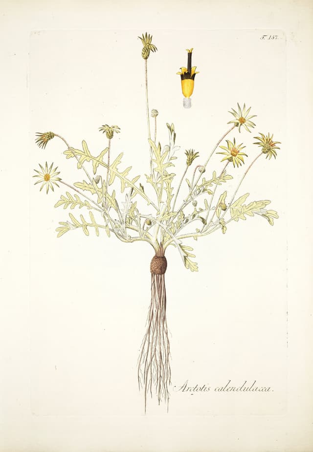 The Cape Weed, Nikolaus Joseph von Jacquin
