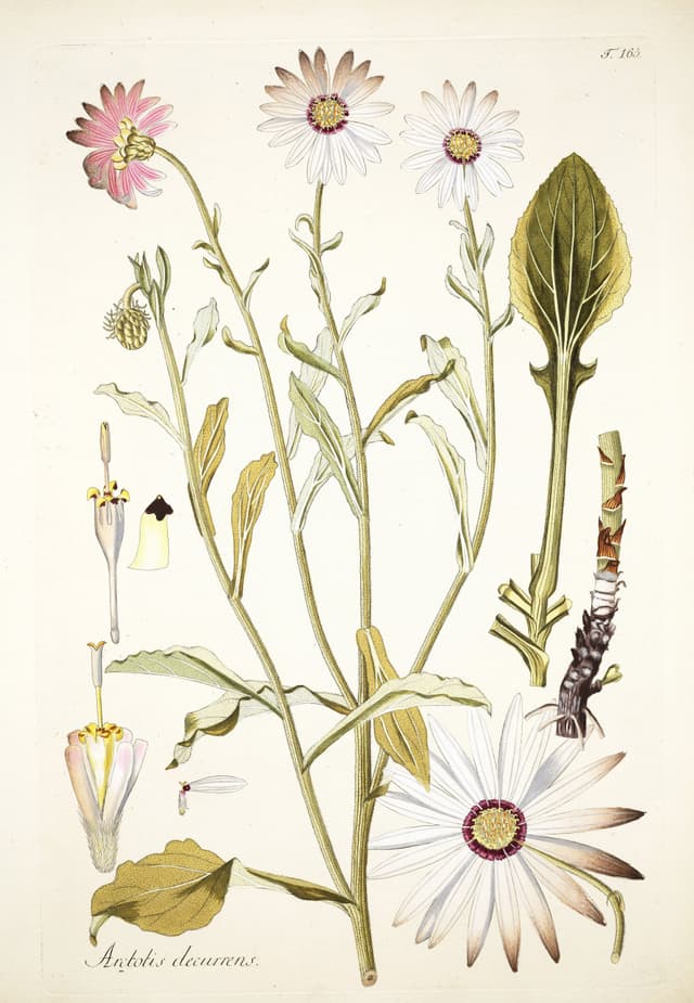 The African Daisy, Nikolaus Joseph von Jacquin