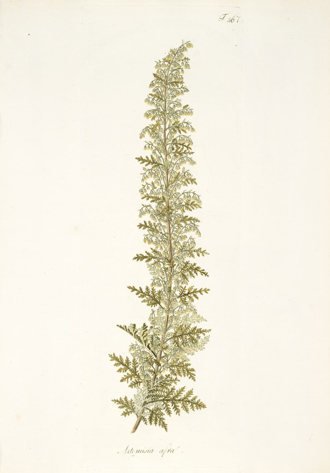 The African Wormwood, Nikolaus Joseph von Jacquin