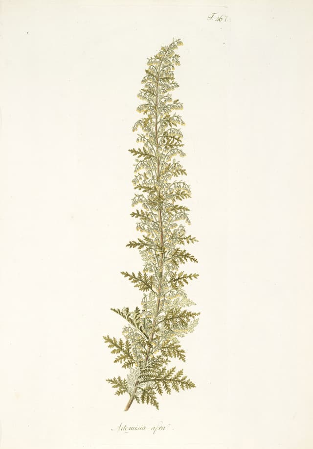 The African Wormwood, Nikolaus Joseph von Jacquin