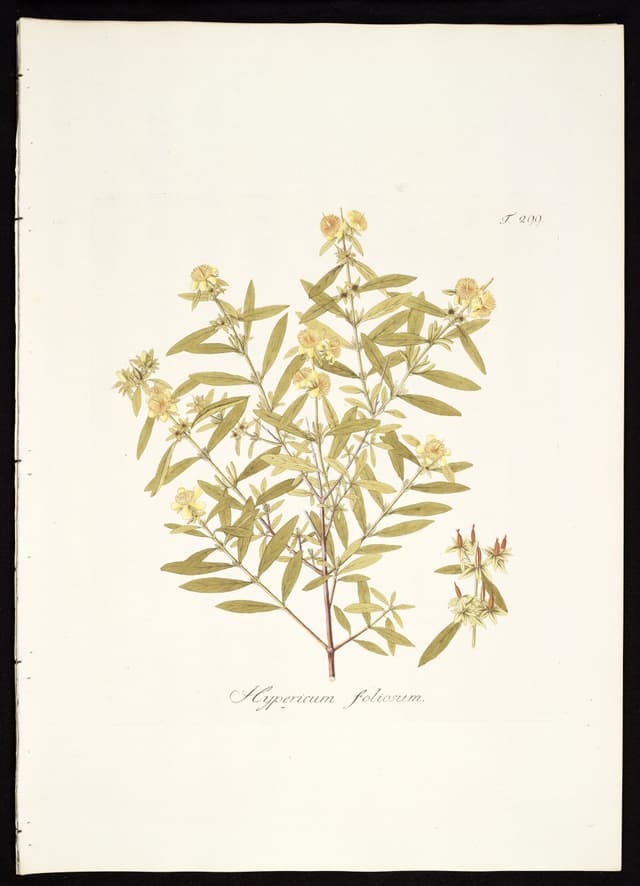 The Shrubby St John’s Wort, Nikolaus Joseph von Jacquin