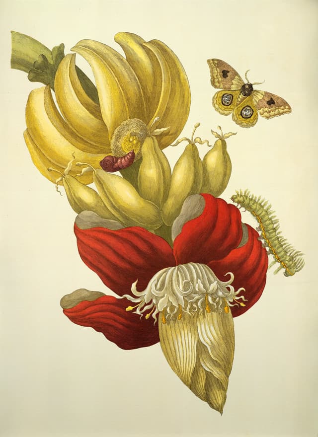 The Banana, Maria Sibylla Merian