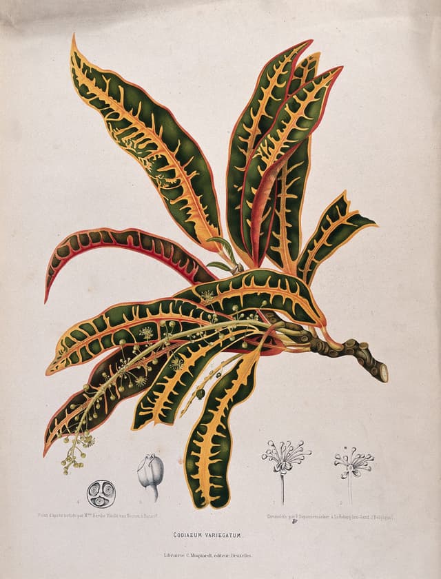 The Croton, Berthe Hoola van Nooten