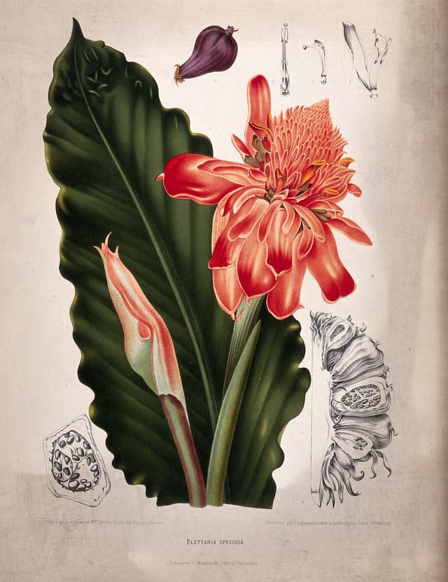 A Wild Cardamom, Berthe Hoola van Nooten