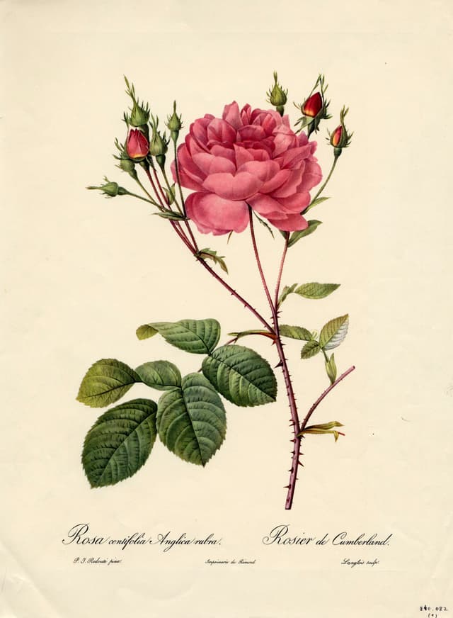 The Cumberland Rose, Pierre-Joseph Redouté