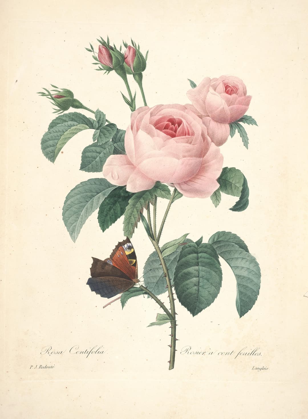 The Cabbage Rose, Pierre-Joseph Redouté