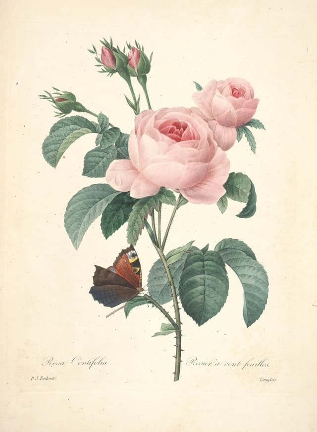The Cabbage Rose, Pierre-Joseph Redouté