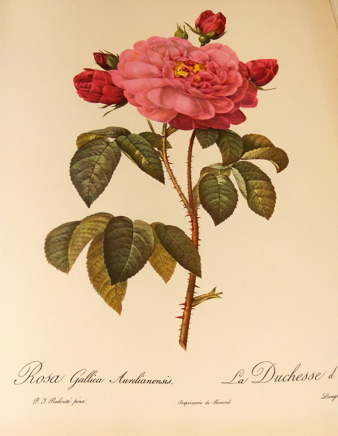 The French Rose, Pierre-Joseph Redouté