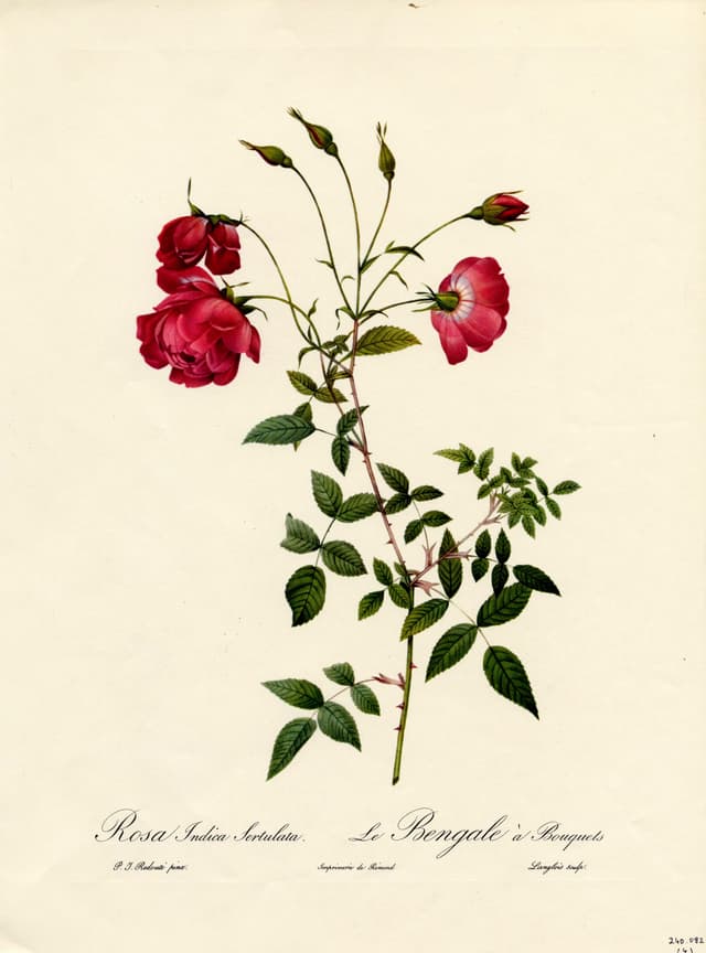 The Bouquet Bengal Rose, Pierre-Joseph Redouté