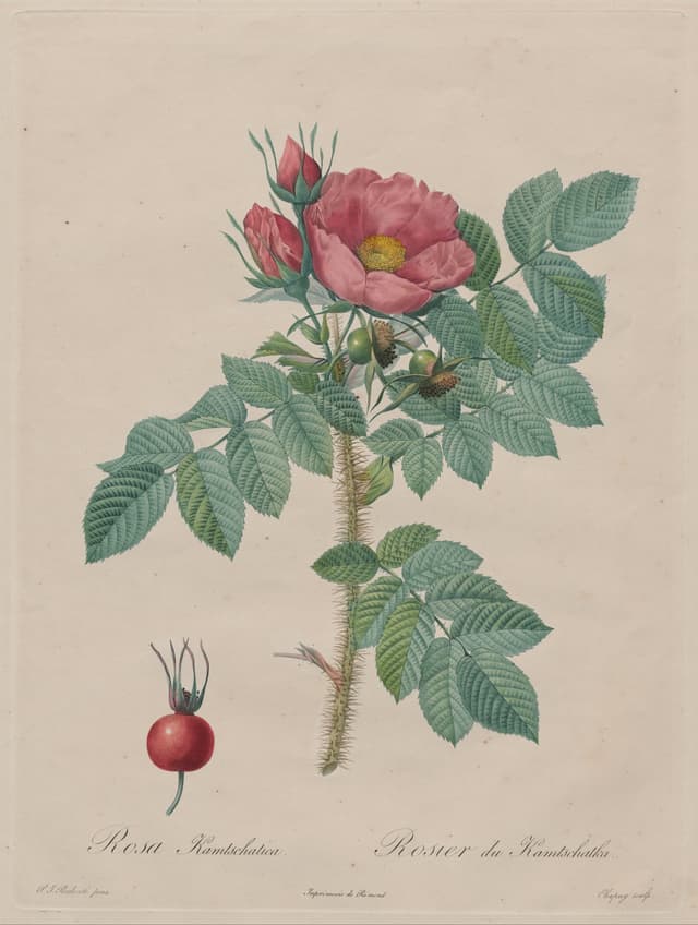 The Kamchatka Rose, after Pierre-Joseph Redouté