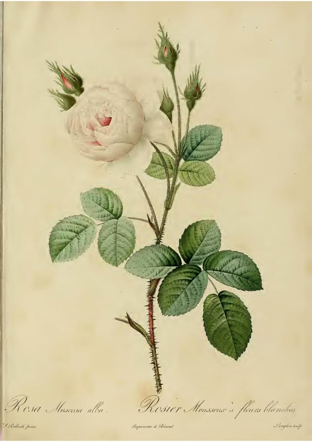 The White Moss Rose, Pierre-Joseph Redouté