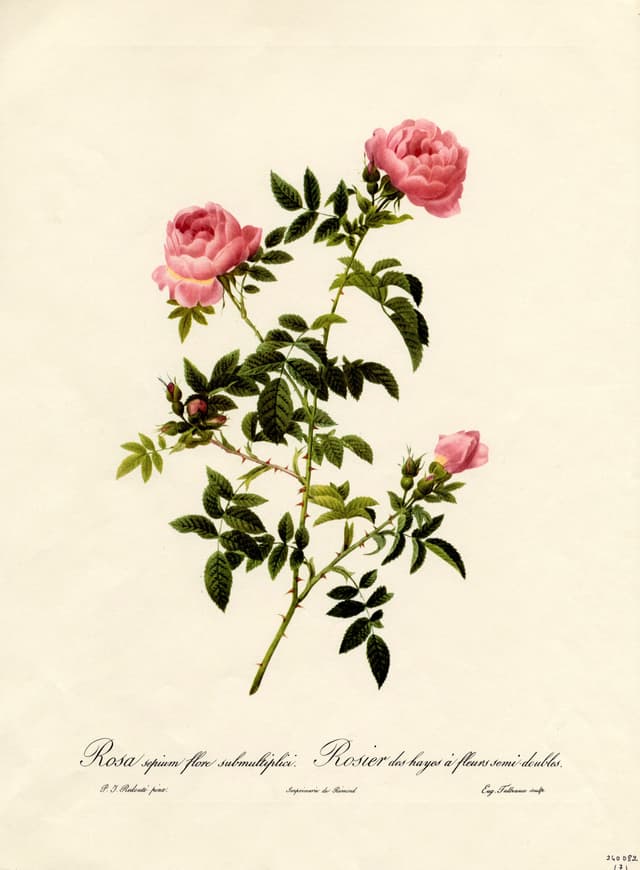 The Hedge Rose, Pierre-Joseph Redouté
