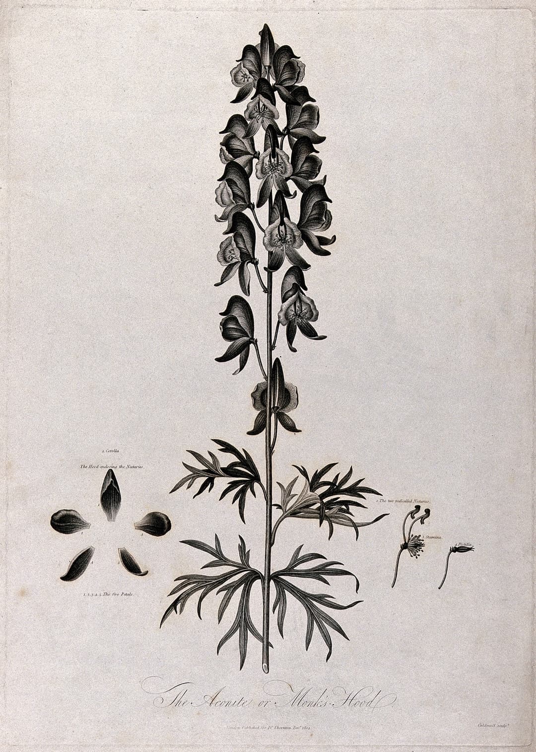 Monkshood, after Robert John Thornton