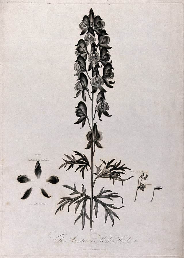 Monkshood, after Robert John Thornton