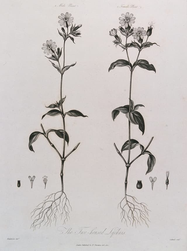 The Campion, Male and Female, after Robert John Thornton