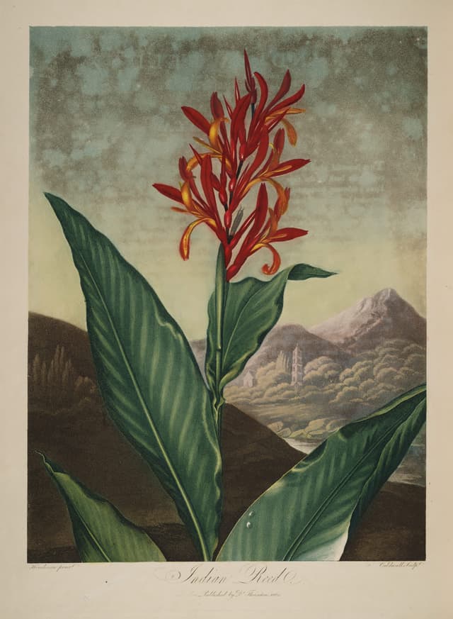 The Indian Reed, Robert John Thornton