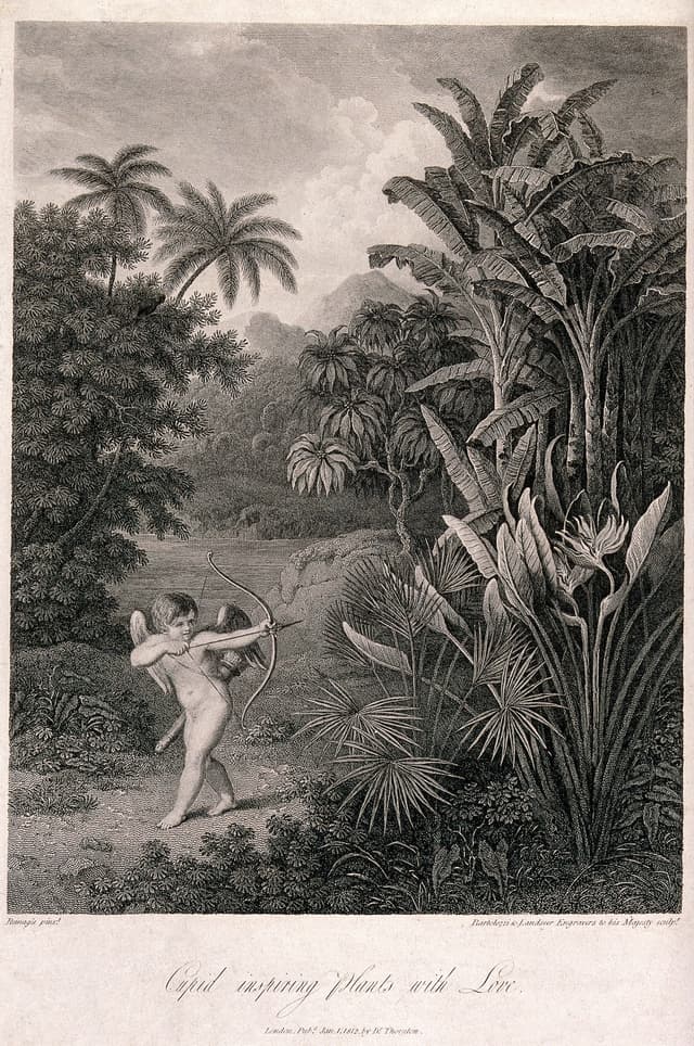 Cupid Inspiring the Plants with Love, after Robert John Thornton