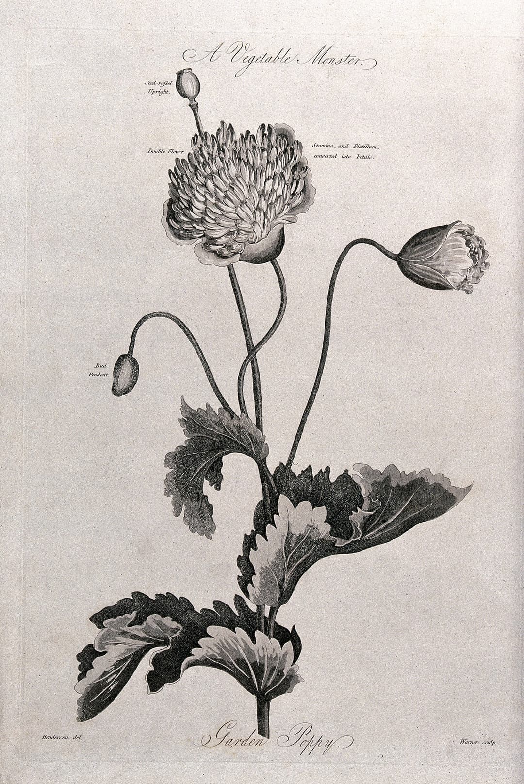 The Garden Poppy, after Robert John Thornton