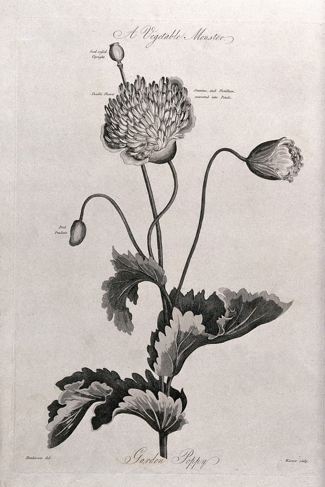 The Garden Poppy, after Robert John Thornton