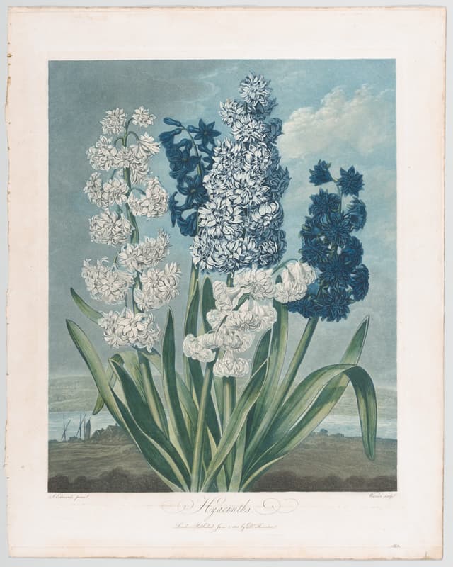 Hyacinths, Robert John Thornton