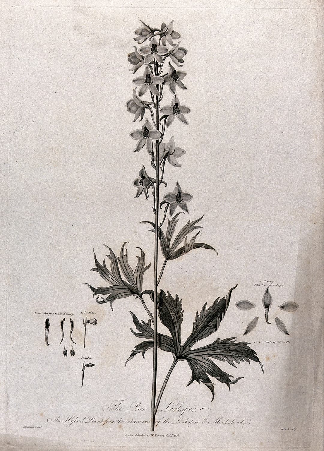 The Bee Larkspur, after Robert John Thornton